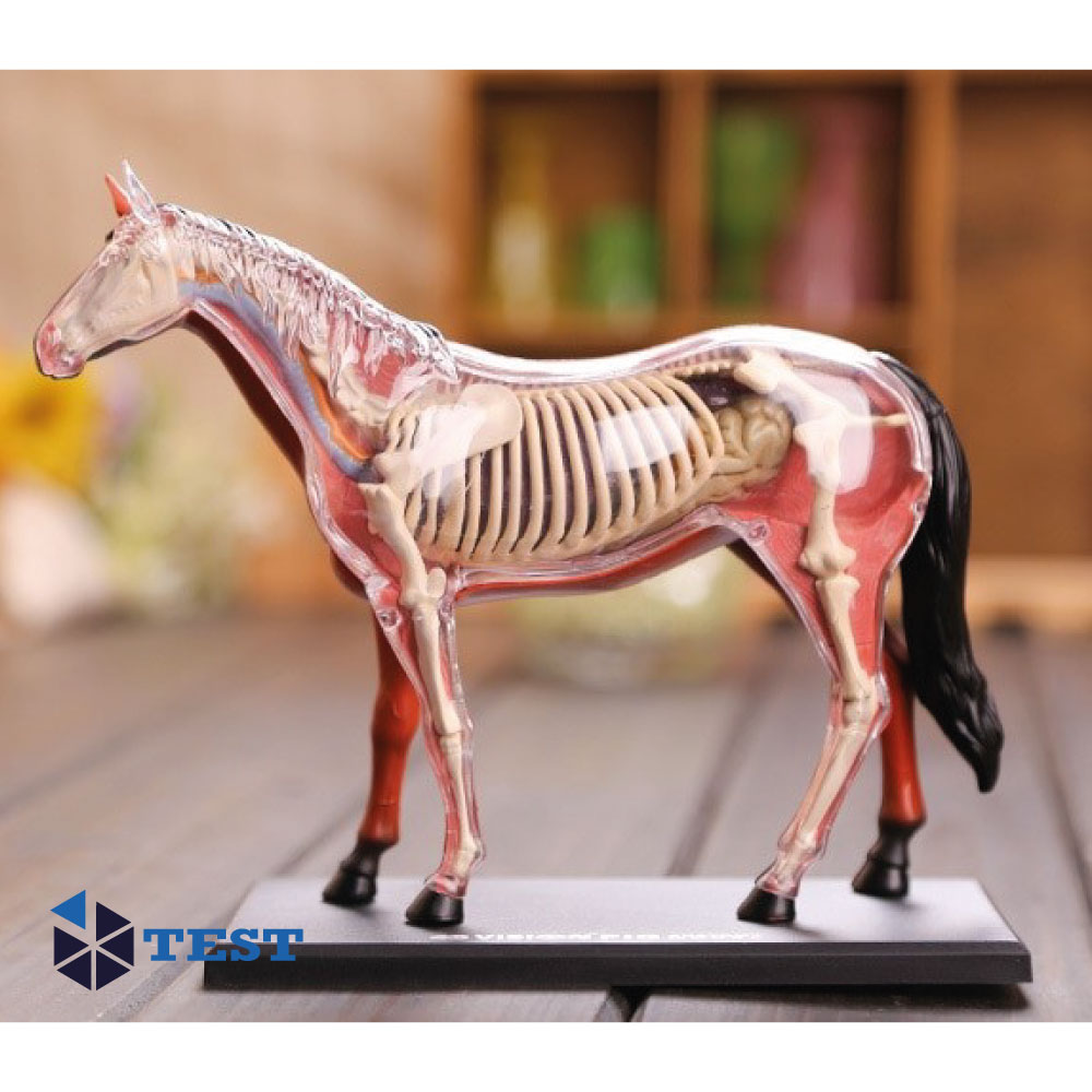 Modelo Anatómico 3D Equino – Test Glassware